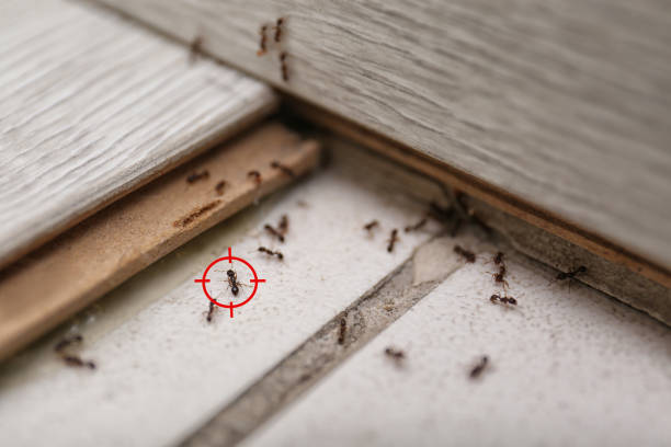 Best Emergency Pest Control  in Selmer, TN
