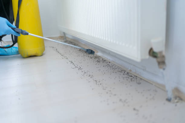 Best Flea Control Services  in Selmer, TN